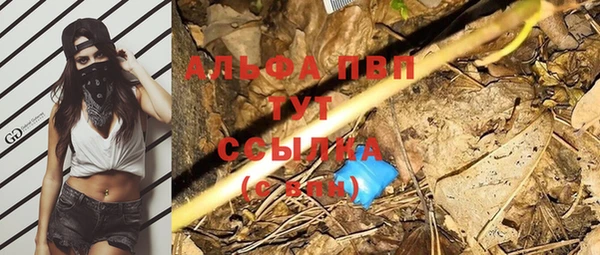 прущие грибы Абаза