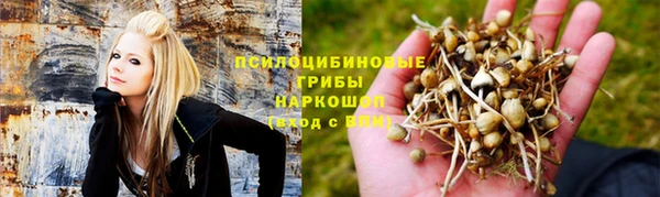 прущие грибы Абаза